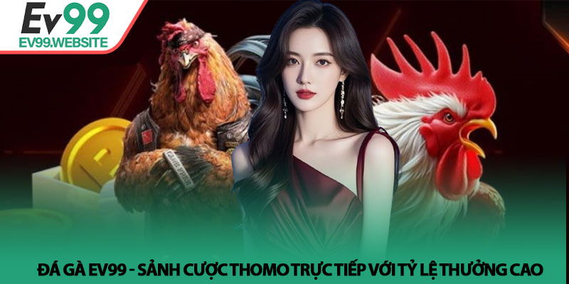Đá Gà EV99 - Sảnh cược Thomo trực tiếp với tỷ lệ thưởng cao 1 Đá Gà EV99 - Sảnh cược Thomo trực tiếp với tỷ lệ thưởng cao
